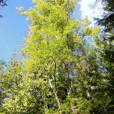 cottonwood tree, main leaf litter source, canyon of Big Creek, Kittitas County, Washington