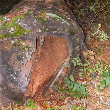 hollow log, canyon of Big Creek, Kittitas County, Washington