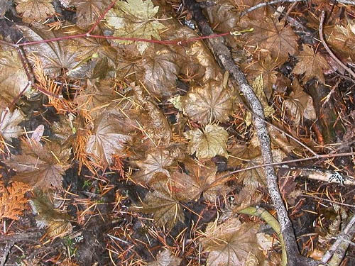 vine maple litter, canyon of Big Creek, Kittitas County, Washington