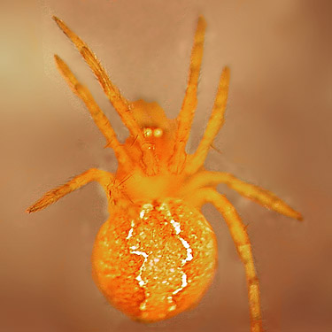 juvenile Theridion sp. cobweb weaver spider, Ridge crest between Big and Little Creeks, Kittitas County, Washington