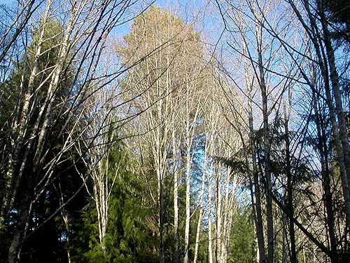 larger alder stand, Big Pond Trail, McCormick Woods, Kitsap County, Washington