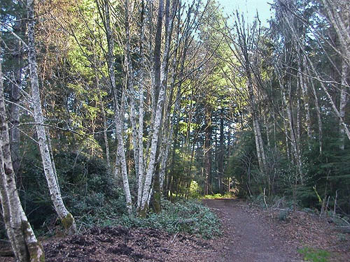 largest alder grove, Big Pond Trail, McCormick Woods, Kitsap County, Washington