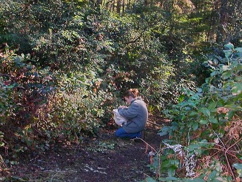Jessi Bishopp beating spiders from salal understory, Big Pond Trail, McCormick Woods, Kitsap County, Washington