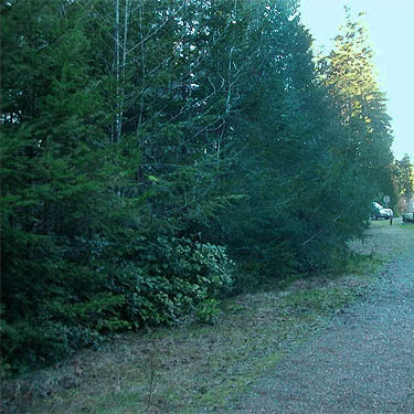 Douglas-firs at trailhead at dusk, Big Pond Trail, McCormick Woods, Kitsap County, Washington