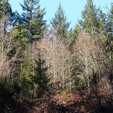 alder grove in mainly-hemlock forest, Big Pond Trail, McCormick Woods, Kitsap County, Washington