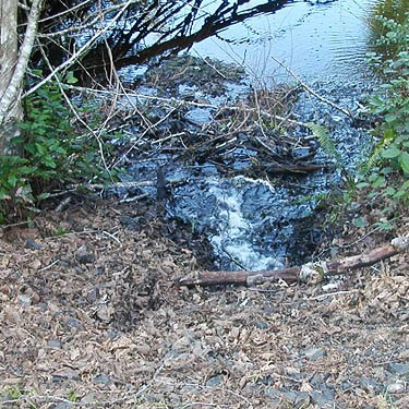 one of the east-side inflows of Big Pond, McCormick Woods, Kitsap County, Washington