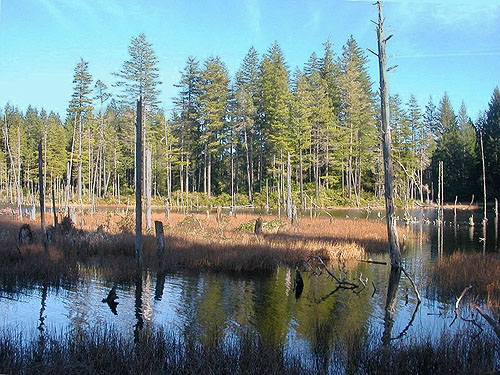 snags in water indicate surface rise, Big Pond, McCormick Woods, Kitsap County, Washington