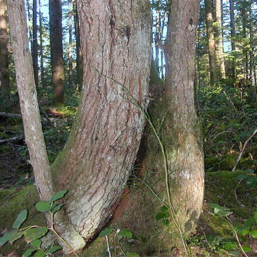 bent hemlock trunk along spur trail, Big Pond Trail, McCormick Woods, Kitsap County, Washington