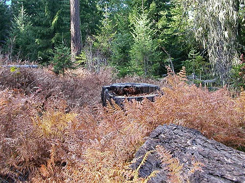 bracken meadow Pteridium, Blackpine Campground, Chelan County, Washington