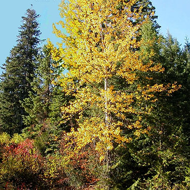 fall color, Blackpine Campground, Chelan County, Washington