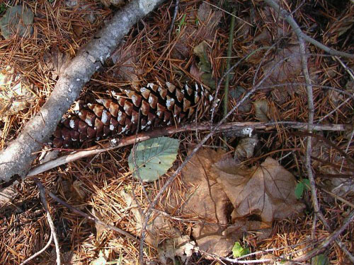 white pine cone, Pinus monticola, Blackpine Campground, Chelan County, Washington