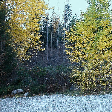 cottonwood trees at Chatter Creek Trailhead, Icicle Creek Road, Chelan County, Washington