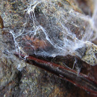 Cryphoeca exlineae agelenid spider in web under stone Icicle Creek near Blackpine Campground, Chelan County, Washington