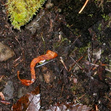 dead leaf fragment mistaken for salamander, Blackpine Campground, Chelan County, Washington