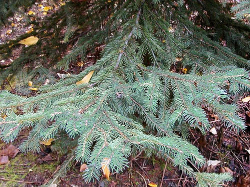 fir foliage in forest, Blackpine Campground, Chelan County, Washington