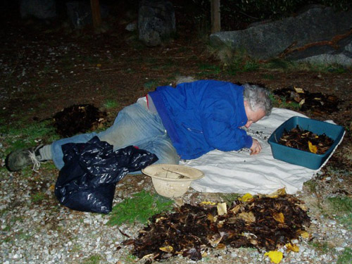 Rod Crawford sifting leaf litter by dim dusk light, Chatter Creek Trailhead, Icicle Creek Road, Chelan County, Washington