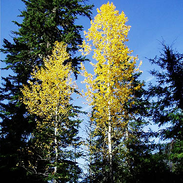 yellow fall cottonwood trees near Blackpine Campground, Chelan County, Washington