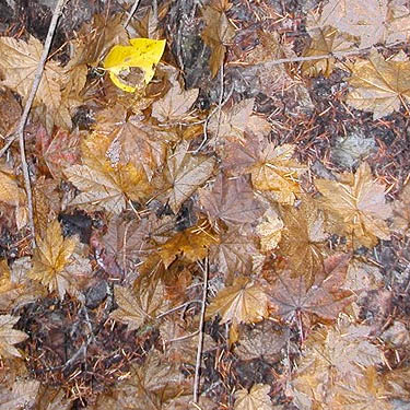vine maple & cottonwood leaf litter near Blackpine Campground, Chelan County, Washington