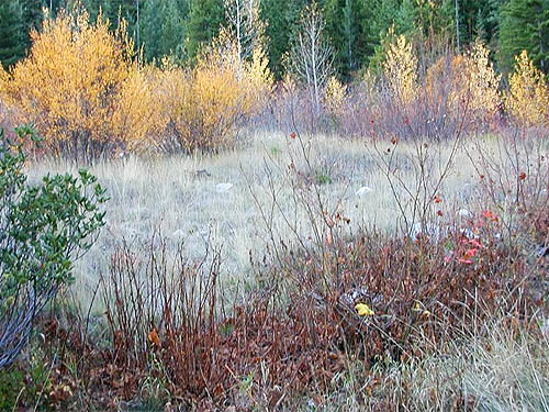 meadow at Chatter Creek Trailhead, Icicle Creek Road, Chelan County, Washington