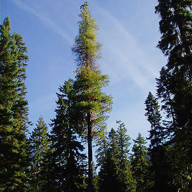solitary white pine tree Pinus monticola, Blackpine Campground, Chelan County, Washington