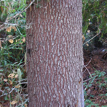 white pine trunk Pinus monticola, Blackpine Campground, Chelan County, Washington