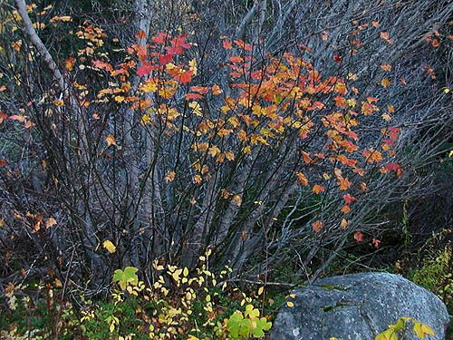 red fall color on vine maple, Blackpine Campground, Chelan County, Washington