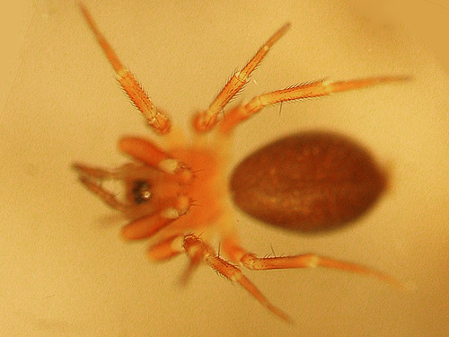 microspider Microneta viaria Linyphiidae from leaf litter, Blackpine Campground, Chelan County, Washington