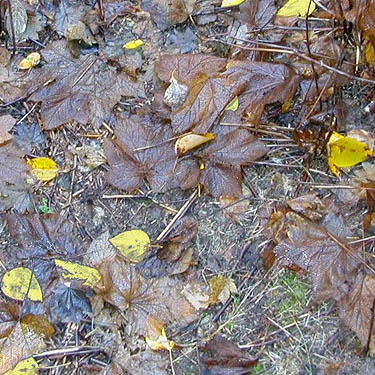wet cottonwood leaf litter near Blackpine Campground, Chelan County, Washington