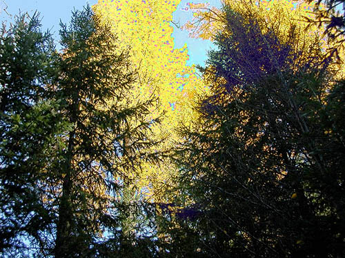 bright yellow cottonwood tree near Blackpine Campground, Chelan County, Washington