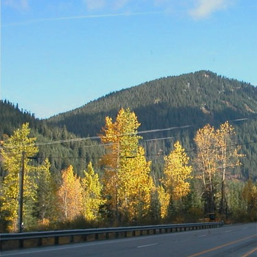 yellow fall cottonwood foliage east of Stevens Pass, Washington