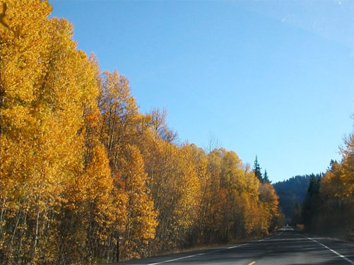 yellow fall cottonwood foliage near Nason Creek Rest Area, Chelan County, Washington