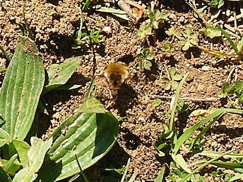 bee fly (Bombylius?) parasitizing solitary bee, Burnett Property, Blizard Road, NW Lummi Island, Whatcom County, Washington