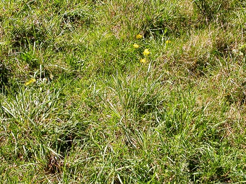 grass meadow habitat at Burnett Property, Blizard Road, NW Lummi Island, Whatcom County, Washington