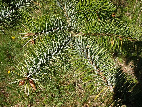 Sitka spruce foliage, Burnett Property, Blizard Road, NW Lummi Island, Whatcom County, Washington