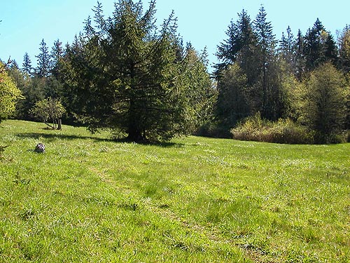 Sitka spruce tree in mid-meadow, Burnett Property, Blizard Road, NW Lummi Island, Whatcom County, Washington