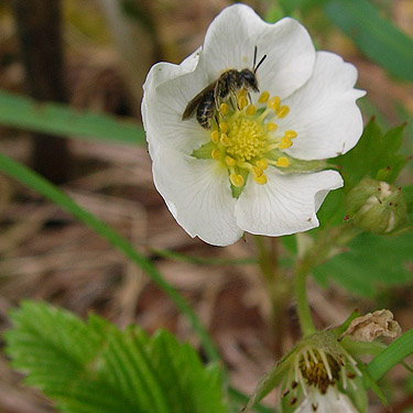 bee on strawberry blossom, Brim Creek near Vader, Lewis County, Washington