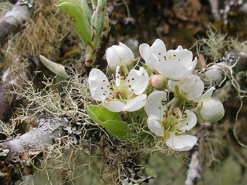 blossoms on old apple tree, clearing north of Brim Creek near Vader, Lewis County, Washington