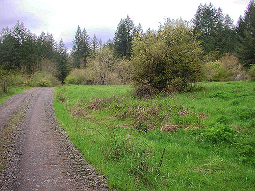 old clearing north of Brim Creek near Vader, Lewis County, Washington