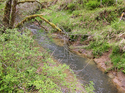 Brim Creek near Vader, Lewis County, Washington
