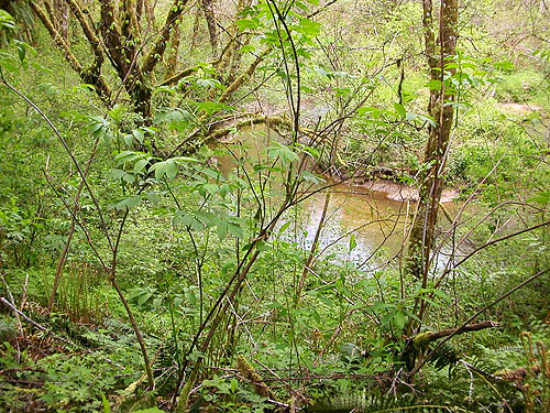 some distance above bridge, Brim Creek near Vader, Lewis County, Washington