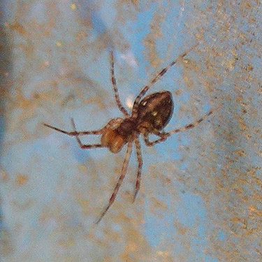 linyphiid spider Neriene digna from gate, Brim Creek near Vader, Lewis County, Washington