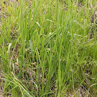 roadside grass in clearcut, Brim Creek near Vader, Lewis County, Washington