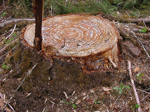 second-growth tree stump in new clearcut showing rings, Brim Creek near Vader, Lewis County, Washington