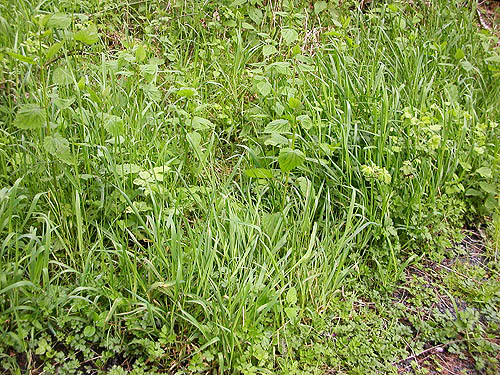 herbaceous understory, Brim Creek near Vader, Lewis County, Washington