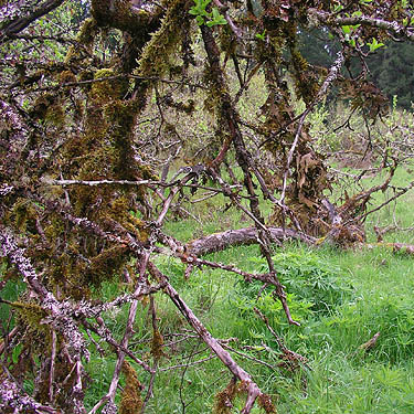 lichen on buckthorn tree, clearing N of Brim Creek near Vader, Lewis County, Washington