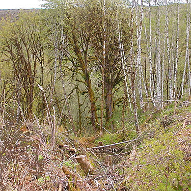 riparian maple & alder trees, Brim Creek near Vader, Lewis County, Washington