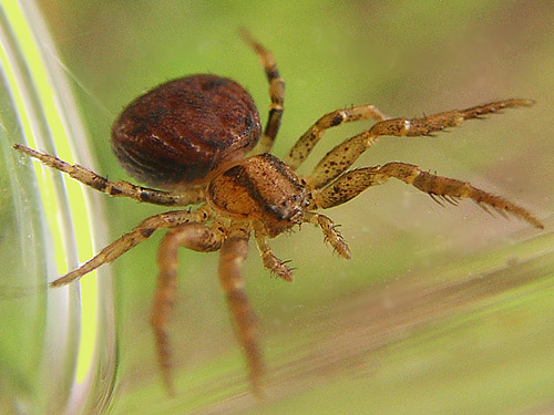 crab spider female Ozyptila pacifica, north of Brim Creek near Vader, Lewis County, Washington