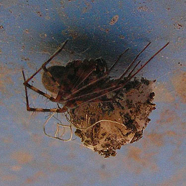 pimoid spider Pimoa altioculata with egg sac on gate, Brim Creek near Vader, Lewis County, Washington