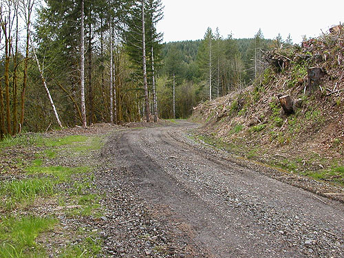 road through new clearcut, Brim Creek near Vader, Lewis County, Washington