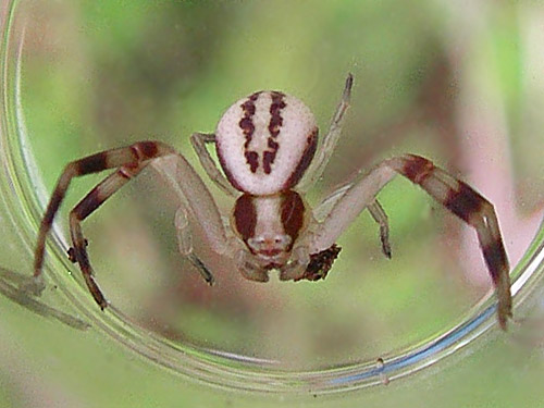 subadult male crab spider Misumena vatia, Brim Creek near Vader, Lewis County, Washington